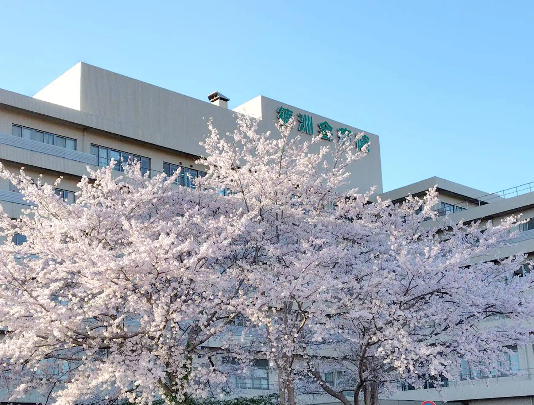 桜と病院